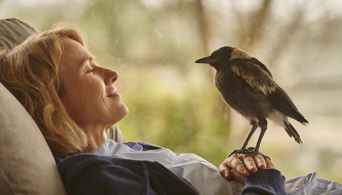 Review: ‘Penguin Bloom’Naomi Watts Gets Upstaged By A Magpie In This Inspirational, Heavy-Handed Recovery Drama