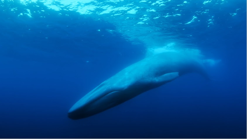 Review: ‘The Loneliest Whale: The Search for 52’A Well-Intentioned But Frustrating Look At A Deep Sea Hunt