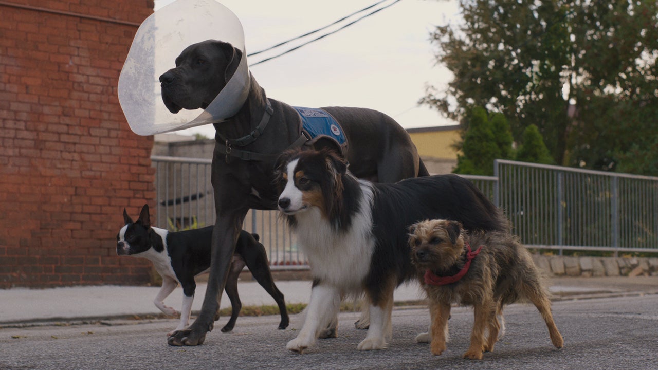 Review: ‘Strays’Will Ferrell And Jamie Foxx Voice Dogs On An Incredibly Filthy, Mildly Funny Journey